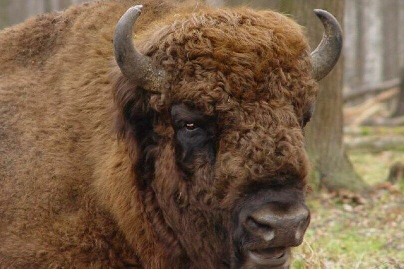 База отдыха НиКиТа Спасск-Рязанский-18