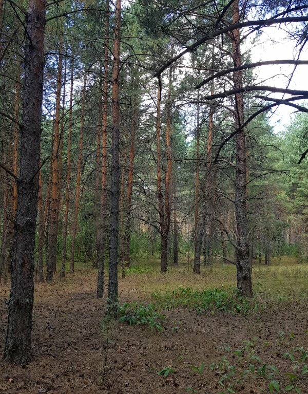 База отдыха НиКиТа Спасск-Рязанский-41