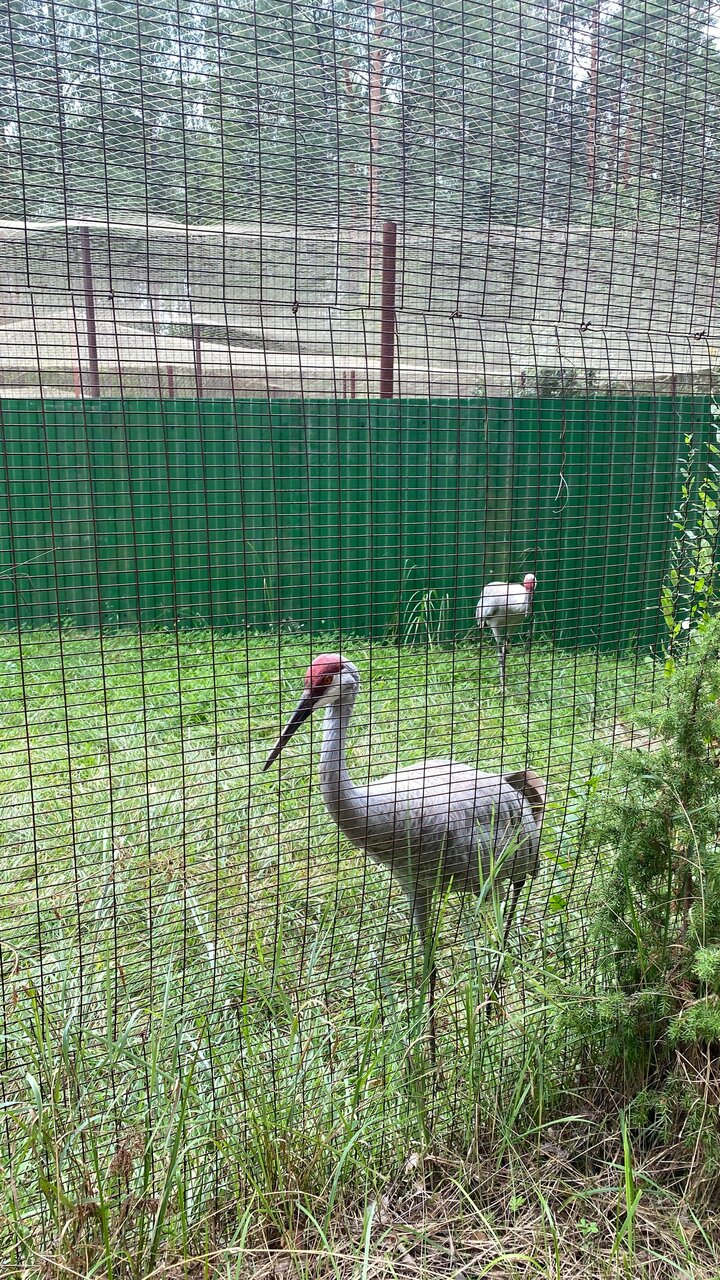 База отдыха НиКиТа Спасск-Рязанский-93