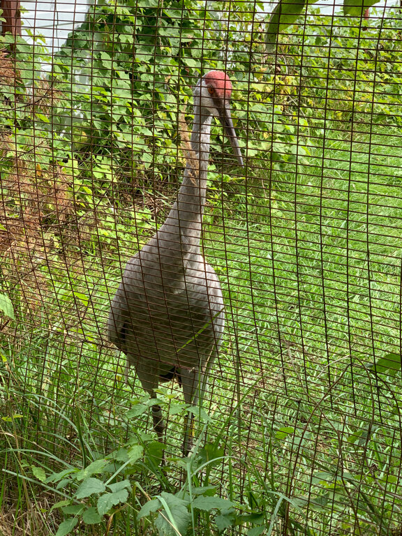 База отдыха НиКиТа Спасск-Рязанский-75