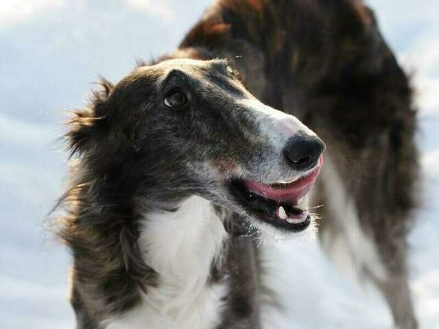 База отдыха НиКиТа Спасск-Рязанский-43