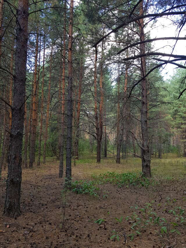 База отдыха НиКиТа Спасск-Рязанский-115