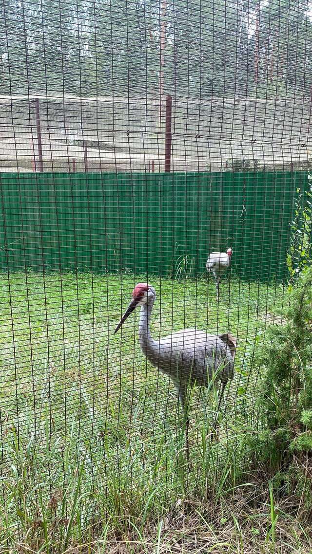 База отдыха НиКиТа Спасск-Рязанский-92