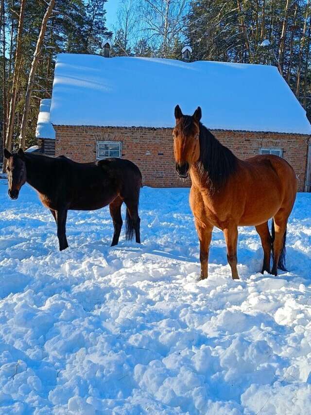 База отдыха НиКиТа Спасск-Рязанский-32
